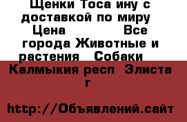 Щенки Тоса-ину с доставкой по миру › Цена ­ 68 000 - Все города Животные и растения » Собаки   . Калмыкия респ.,Элиста г.